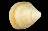 藏品(美洲大鳥尾蛤)的圖片